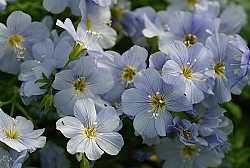 Polemonium pulchellum 14 th